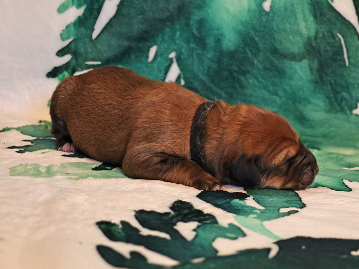 chinook puppy